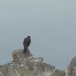 Condor Lookout
